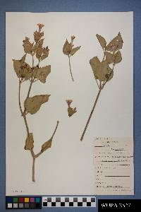 Mirabilis multiflora image